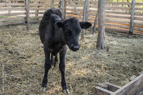 There is a black little calf on the farm. There is a young calf in the countryside.