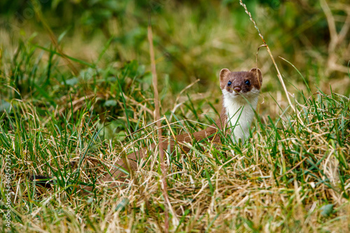 A weasel in the wildlife photo