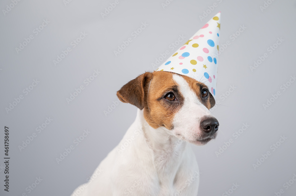 Dog in a birthday hat on a white background. Jack russell terrier is celebrating an anniversary
