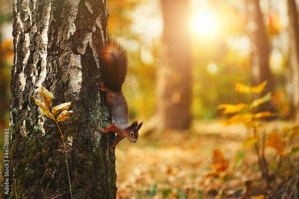 Sciurus. Rodent. The squirrel sits on a tree. Beautiful red squirrel in the park  - obrazy, fototapety, plakaty 