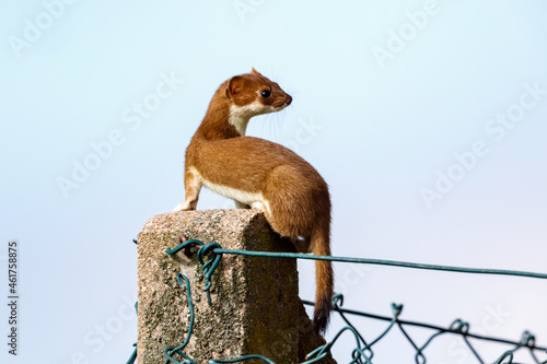 A weasel in the wildlife photo