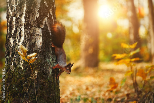 Sciurus. Rodent. The squirrel sits on a tree. Beautiful red squirrel in the park  photo