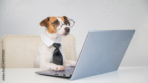 Dog jack russell terrier in glasses and a tie sits at a desk and works at a computer on a white background. Humorous depiction of a boss pet. © Михаил Решетников
