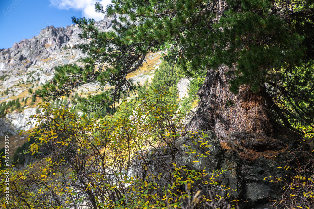 landscape with a tree in the foreground landscape with a tree in the foreground