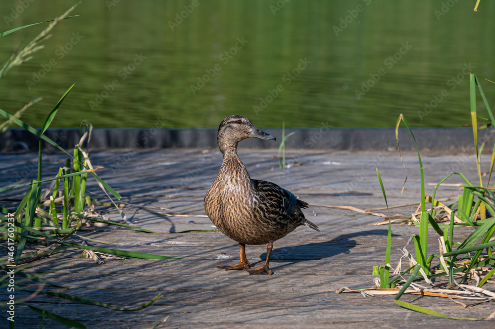 Female mallard duck, anas platyrhynchos Female mallard duck, anas platyrhynchos