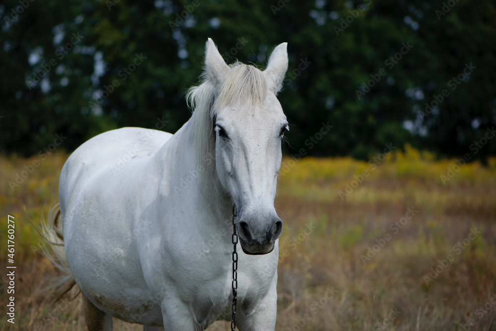 close-up portrait of a white horse. beautiful horse on dry grass in the field. Arabian horse standing in an agriculture field with dry grass in sunny weather. strong, hardy and fast animal. close-up portrait of a white horse. beautiful horse on dry grass in the field. Arabian horse standing in an agriculture field with dry grass in sunny weather. strong, hardy and fast animal.