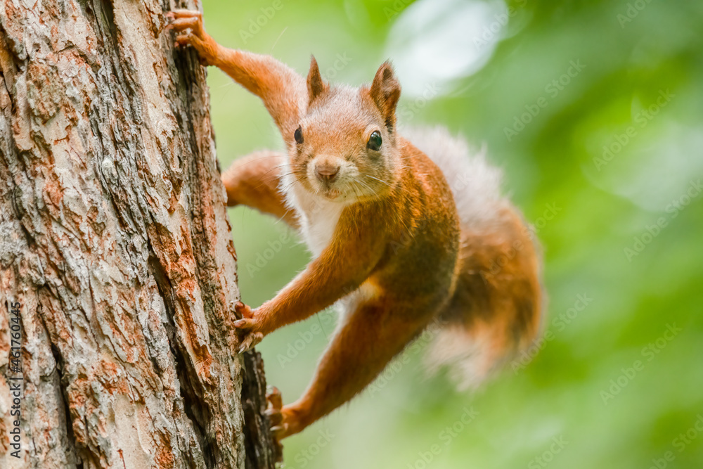 Red squirrel (Sciurus vulgaris) an adorable furry mammal living in the forest. Detailed portrait of a wild cute squirrel sitting on a tree with soft green background. Czech Republic Red squirrel (Sciurus vulgaris) an adorable furry mammal living in the forest. Detailed portrait of a wild cute squirrel sitting on a tree with soft green background. Czech Republic