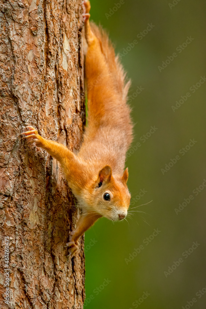 Red squirrel (Sciurus vulgaris) an adorable furry mammal living in the forest. Detailed portrait of a wild cute squirrel sitting on a tree with soft green background. Czech Republic Red squirrel (Sciurus vulgaris) an adorable furry mammal living in the forest. Detailed portrait of a wild cute squirrel sitting on a tree with soft green background. Czech Republic