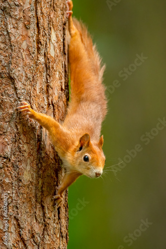 Red squirrel (Sciurus vulgaris) an adorable furry mammal living in the forest. Detailed portrait of a wild cute squirrel sitting on a tree with soft green background. Czech Republic
