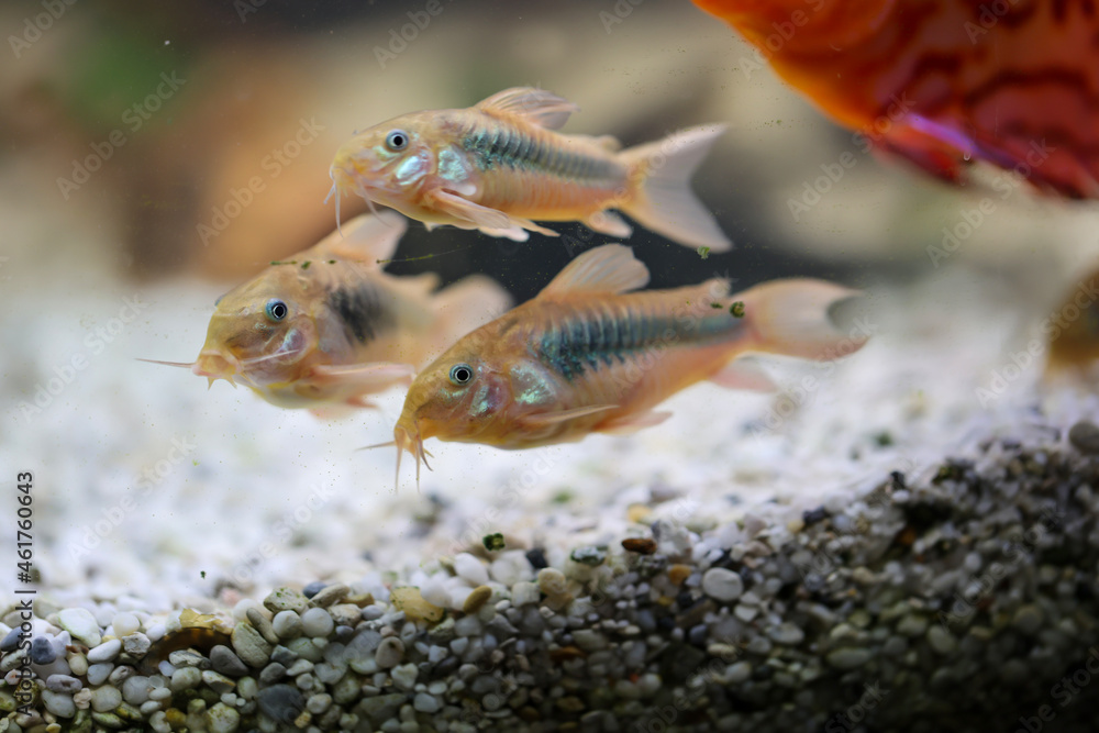 Mehrere Metall Panzerwelse in einem Aquarium in einer Gruppe. Mehrere Metall Panzerwelse in einem Aquarium in einer Gruppe.