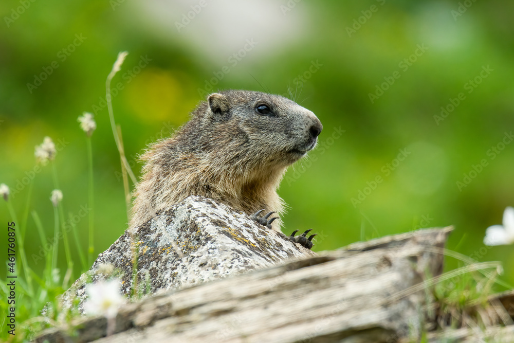 Alpine marmot (Marmota marmota) sitting in the grass. Detailed portrait of a beautiful mammal in its natural habitat with soft background. Wildlife scene from nature. Austria Alpine marmot (Marmota marmota) sitting in the grass. Detailed portrait of a beautiful mammal in its natural habitat with soft background. Wildlife scene from nature. Austria
