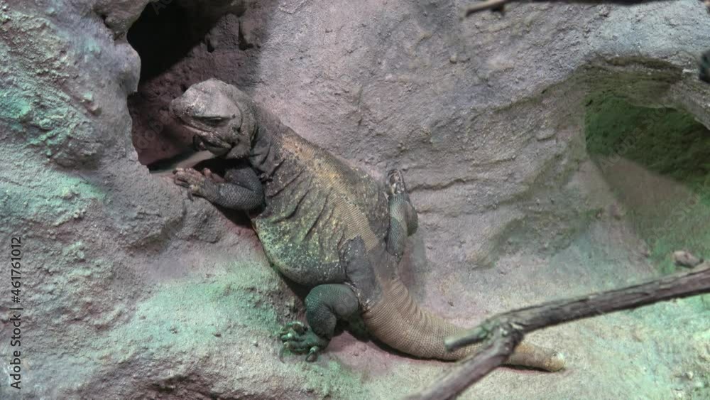 Chuckwalla lizard, Sauromalus ater are found primarily in arid regions of the southwestern United States and northern Mexico Chuckwalla lizard, Sauromalus ater are found primarily in arid regions of the southwestern United States and northern Mexico