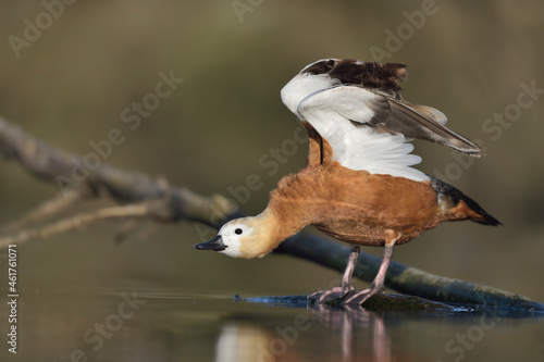 Rostgans (Tadorna ferruginea) photo