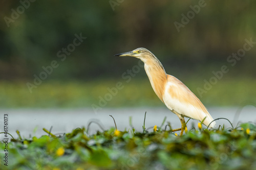 Squacco heron (Ardeola ralloides) a beautiful waterbird standing in the water of a muddy lake. Detailed portrait of an heronin its habitat. Wildlife scene from nature. Hungary photo