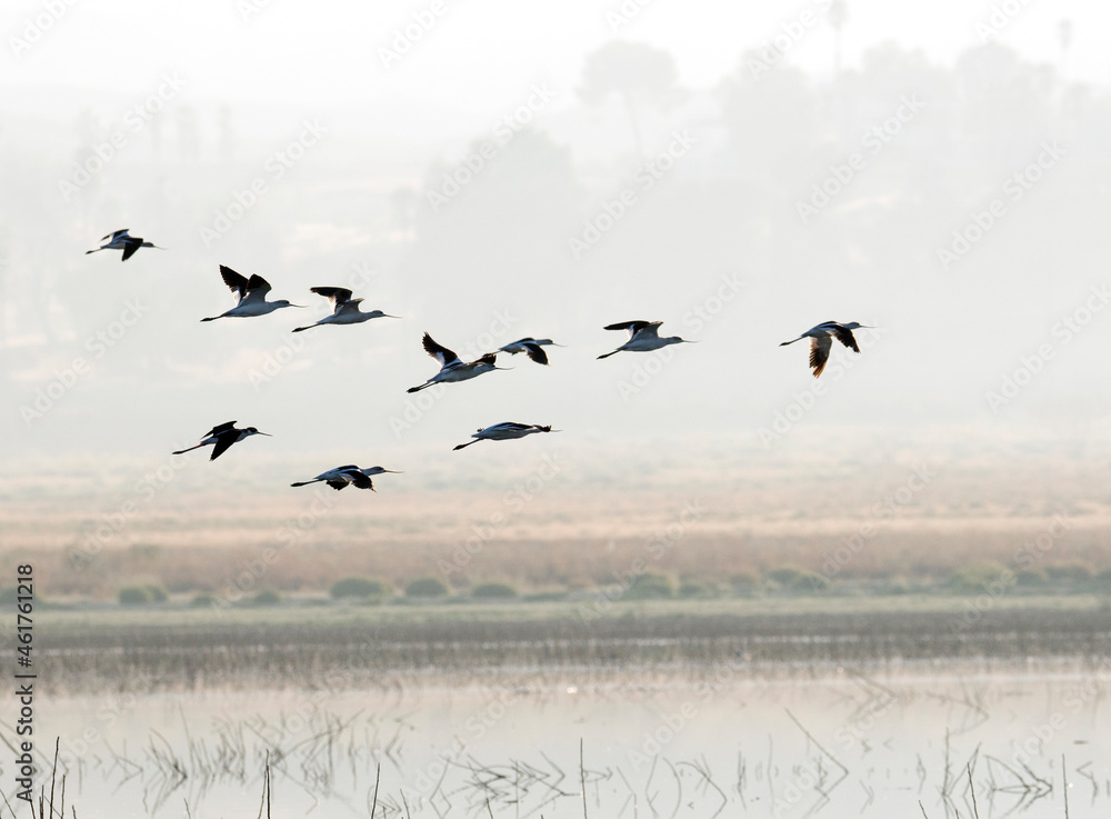 Flock of mallard ducks flying through the morning fog in Lake Perris California