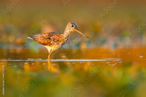 Common greenshank (Tringa nebularia) a beautiful shorebird standing in the water of a muddy lake. Detailed portrait of a wader in its habitat. Wildlife scene from nature. Hungary