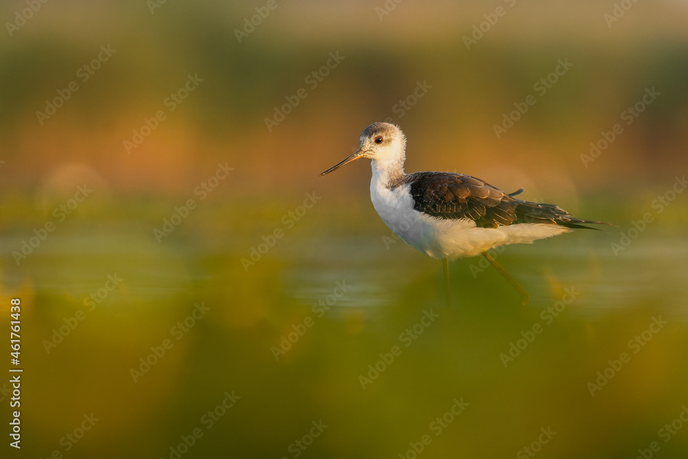 Black-winged stilt (Himantopus himantopus) a beautiful shorebird standing in the water of a muddy lake. Detailed portrait of a wader in its habitat. Wildlife scene from nauture. Hungary Black-winged stilt (Himantopus himantopus) a beautiful shorebird standing in the water of a muddy lake. Detailed portrait of a wader in its habitat. Wildlife scene from nauture. Hungary