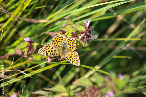 Ansicht eines kleinen Perlmuttfalters auf einer Wiese. photo