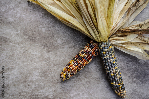 Two ears of decorative, colorful corn on a muted, tan, gray background. Corn husk. photo