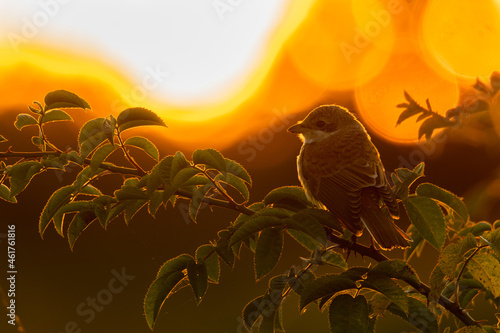 Red-backed shrike (Lanius collurio) male, beautiful songbird sitting on a branch at sunset. Shrike silhouette with orange background. Wildlife scene from nature. Czech Republic
