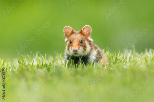 European hamster (Cricetus cricetus) an adorable furry mammal living in the fields. Detailed portrait of a wild cute animal sitting in the grass with soft green background. Austria
