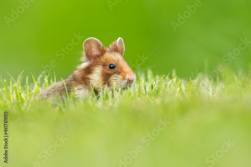 European hamster (Cricetus cricetus) an adorable furry mammal living in the fields. Detailed portrait of a wild cute animal sitting in the grass with soft green background. Austria