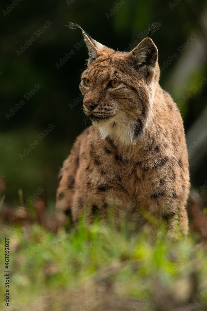 Eurasian lynx (Lynx lynx) standing on a rock in the forest. Beautiful brown and orange furry mammal in its environment with soft background. Wildlife scene from nature. Eurasian lynx (Lynx lynx) standing on a rock in the forest. Beautiful brown and orange furry mammal in its environment with soft background. Wildlife scene from nature.