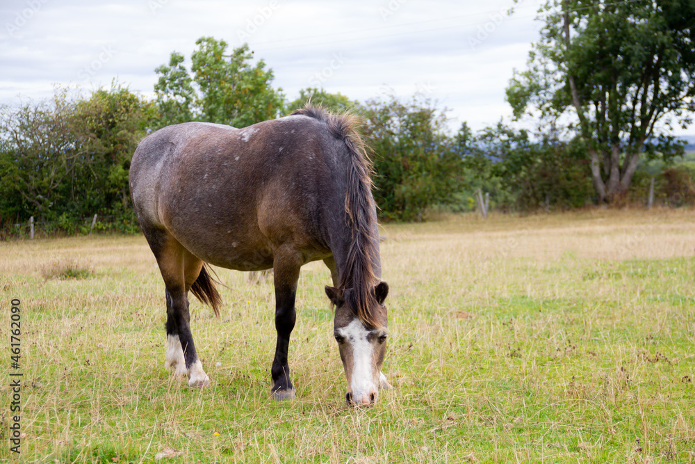 Fat and happy, pony munching on yet more grass in field in shropshire, despite the fact that it looks about to pop its so fat. Fat and happy, pony munching on yet more grass in field in shropshire, despite the fact that it looks about to pop its so fat.