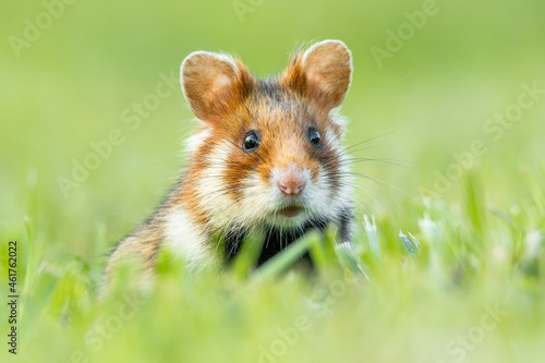 European hamster (Cricetus cricetus) an adorable furry mammal living in the fields. Detailed portrait of a wild cute animal sitting in the grass with soft green background. Austria © Lukas Zdrazil