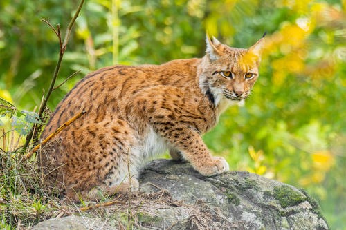 Eurasian lynx (Lynx lynx) standing on a rock in the forest. Beautiful brown and orange furry mammal in its environment with soft background. Wildlife scene from nature. 