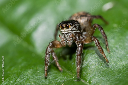 Jumping spider (Salticidae) sitting on a leaf. Cute small brown spider in its habitat. Insect detailed portrait with soft green background. Wildlife scene from nature. Czech Republic
