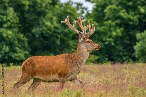 Side view of a red deer stag with woodland background