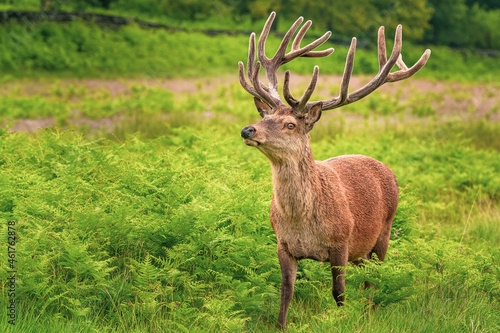 Red stag deer standing in bracken with dry stone wall and woodland background