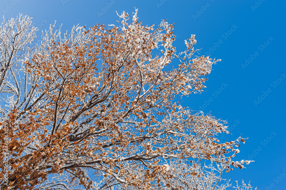 Trees branches with dry foliage covered with snow. Trees branches with dry foliage covered with snow.