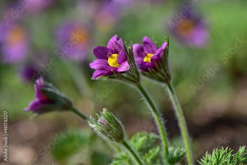 Rozkwitające wiosną kwiaty fioletowej sasanki z rozmytym tłem kwiatowym © polmus