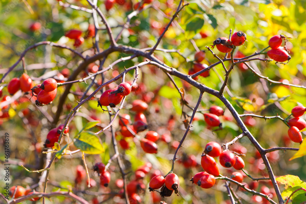 red berries of wild rose in the autumn forest. red berries on a yellow-green blurred autumn natural background. berries on a branch in the forest. shrub with berries. used in medicine and cosmetics red berries of wild rose in the autumn forest. red berries on a yellow-green blurred autumn natural background. berries on a branch in the forest. shrub with berries. used in medicine and cosmetics