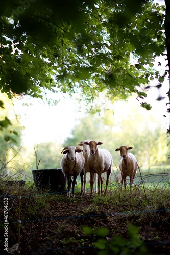 Troupeau de moutons - animaux nature - paysage campagne rural végétation