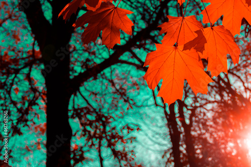 Maple autumn leaves against the blue sky.
