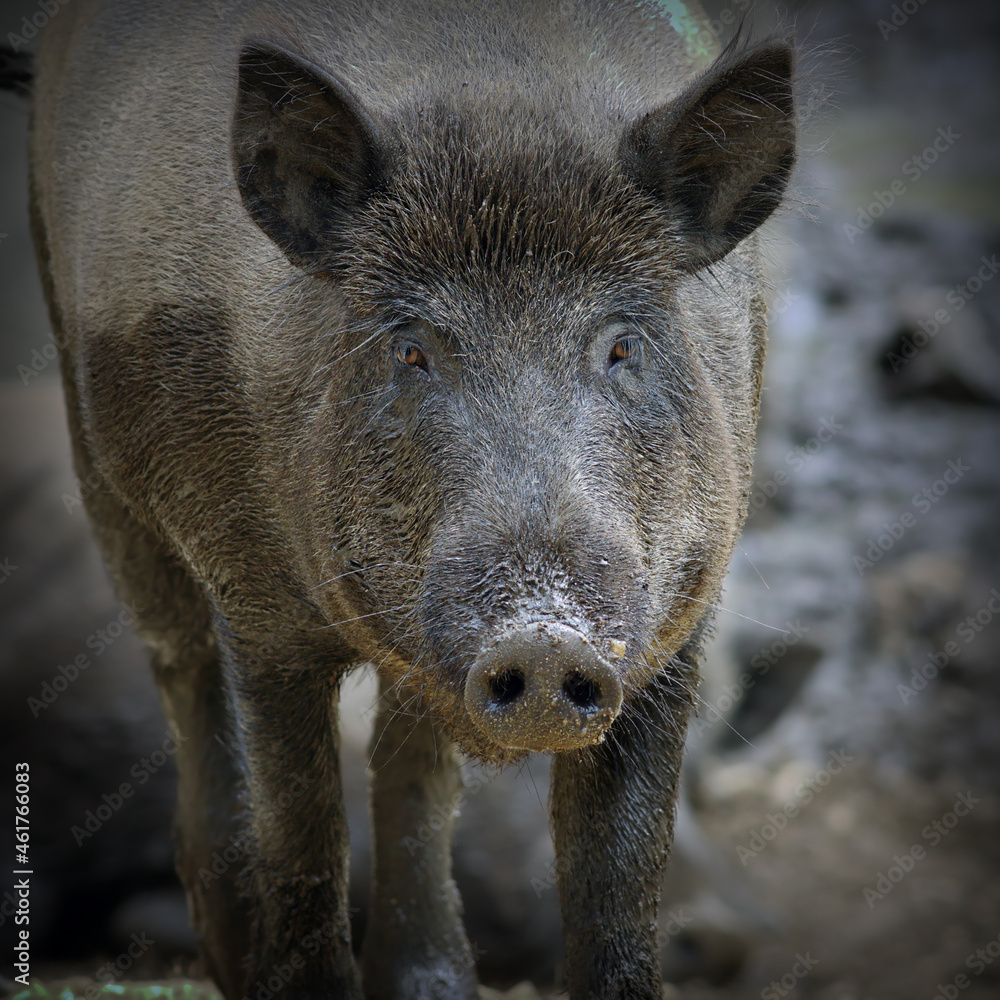 wild boar portrait wild boar portrait