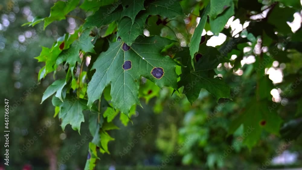Green Park Maple Tree Leaves with Black Stains Spots from Infection and Cold Starting to Wither during Autumn Season Green Park Maple Tree Leaves with Black Stains Spots from Infection and Cold Starting to Wither during Autumn Season