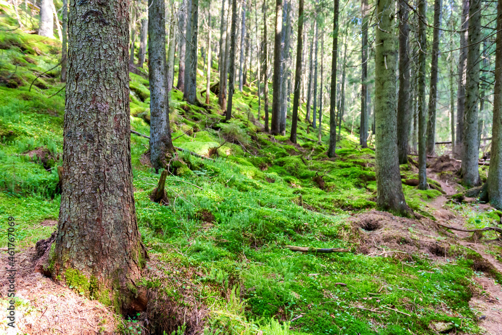 Fototapeta premium Pine tree with moss in green forest, green forest landscape