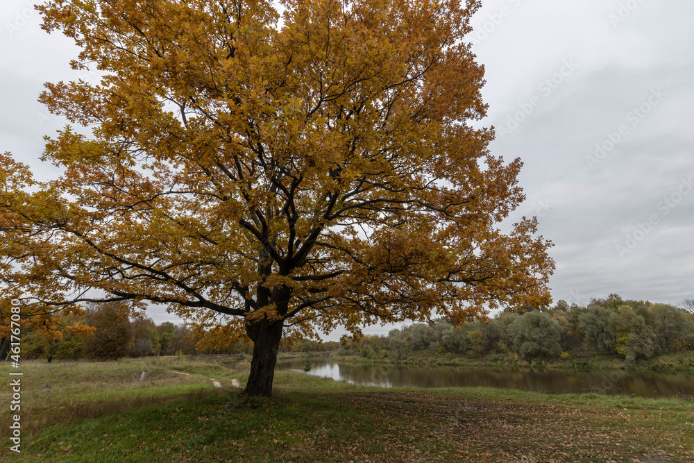 Autumn landscape with an oak tree in cloudy weather. Autumn landscape with an oak tree in cloudy weather.
