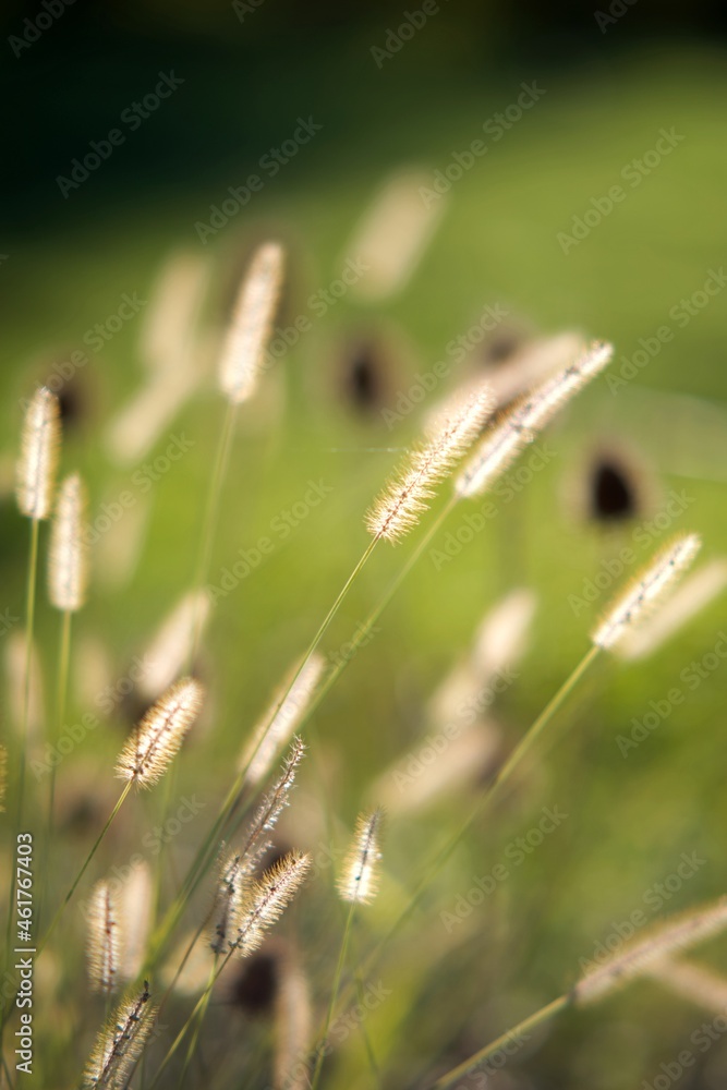 Flore prairie - nature champ rural soleil Flore prairie - nature champ rural soleil