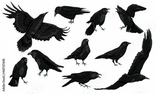 Set of black birds crows Corvus corax in different poses stand, croak and fly. Wild birds of nature and cities. Realistic vector animal