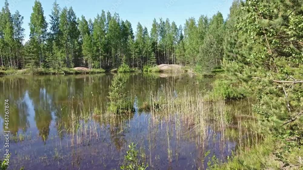 Video with sunny forest. Small lake between trees branches Video with sunny forest. Small lake between trees branches