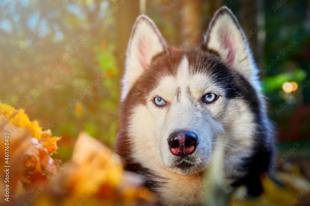 Hasky dog sits and looks around. High quality photo Hasky dog sits and looks around. High quality photo