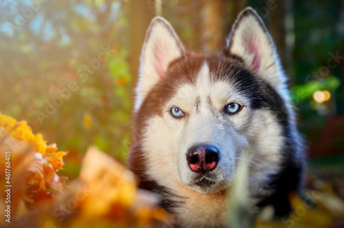 Hasky dog sits and looks around. High quality photo