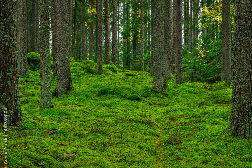 Beautiful pine and fir forest with green moss on the forest floor Beautiful pine and fir forest with green moss on the forest floor