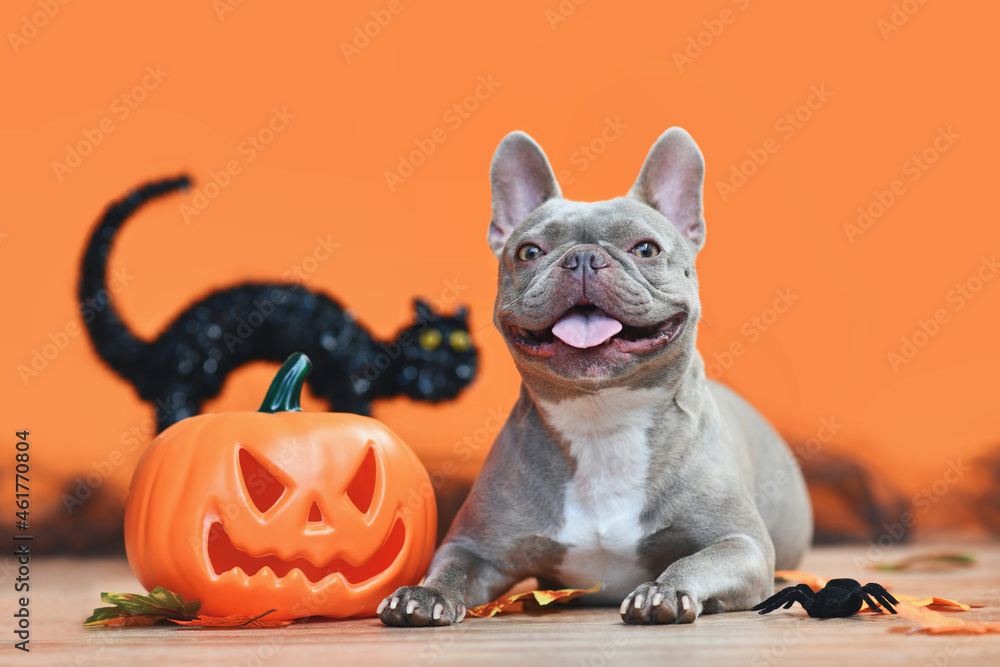 Happy Halloween French Bulldog dog with carved pumpkin autumn