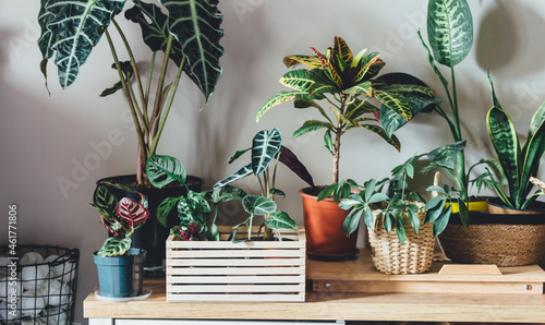 Various green plants in pots next to wall. Indoor garden, house plants. Minimalistic scandinavian interior. Alocasia, ficus, palm, croton, monstera, arrowroot, calathea in baskets, boxes.  photo